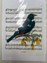 Load image into Gallery viewer, Birds on Music Sheet A4 Prints - Jackie Bird
