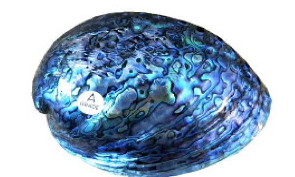 Polished Whole Paua Shells