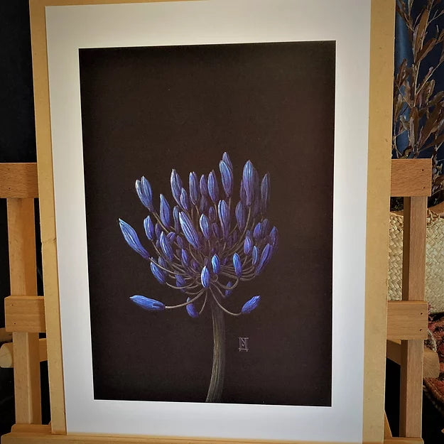 Agapanthus limited edition A3 print