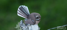 Load image into Gallery viewer, eugy fantail in a tree
