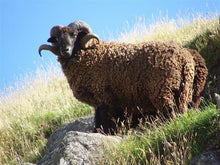 Load image into Gallery viewer, Pihepe Sheep from the Banks Peninsula, NZ
